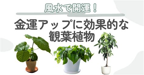 大葉植物 風水|運気アップにつながる観葉植物11選！風水に良いとさ。